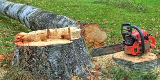 Best Emergency Tree Removal  in Breckenridge, CO