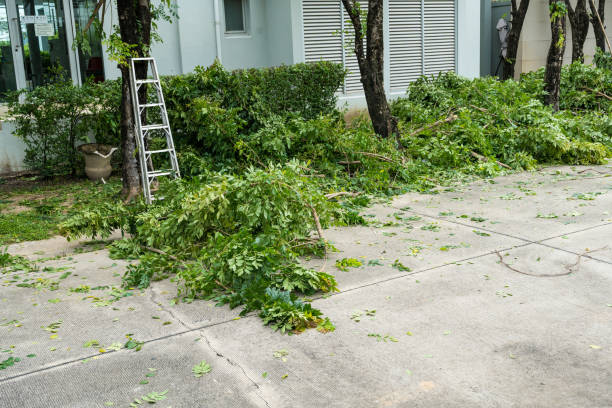 Best Root Management and Removal  in Breckenridge, CO